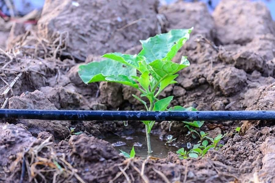 Drip Irrigation compared to drip marketing